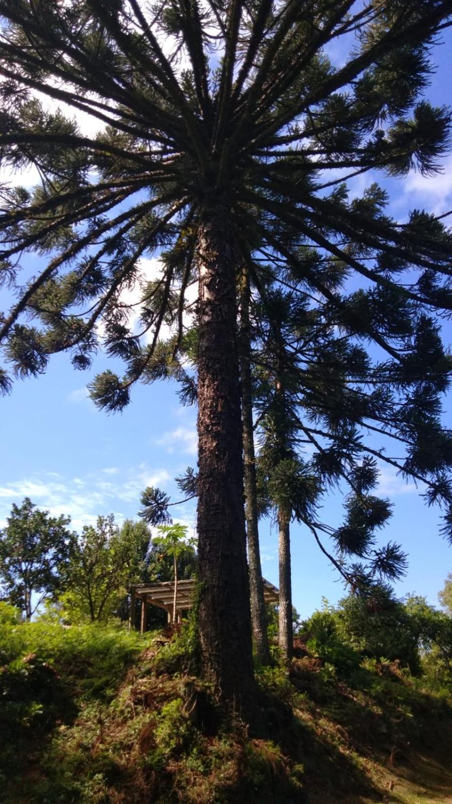 Vila Casa Ampla E Aconchegante Em Gramado Exteriér fotografie